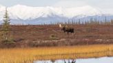 Feds to Deny Permit for Proposed Mining Road Through Alaska's Famed Brooks Range