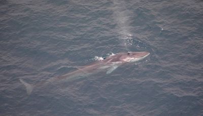 44-foot whale found dead on bow of cruise ship as it came into New York