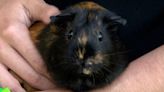 PETA urges Reedley schools to act after guinea pig death