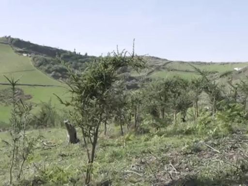 GranCa Live Forest, el bosque que nace gracias a la música