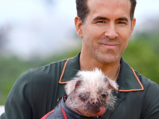 Hollywood stars who have been upstaged by pets on the red carpet