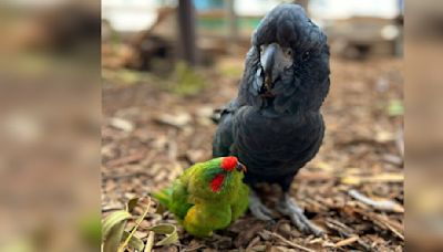 Heartbroken Bird Strikes Up An Unlikely Best Friendship With Someone Half His Size