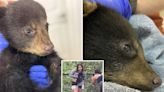 Bear cub snatched from family by selfie-snapping fools is ‘thriving’ in refuge center