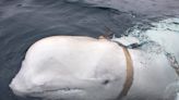 The harness-wearing beluga whale believed to be a Russian spy has popped up in Sweden, puzzling scientists who noted he's traveling 'very quickly away from his natural environment'
