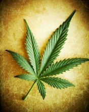 Marihuana o mariguana: Plantas madres de semillas feminizadas de marihuana