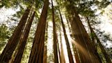 Body found in Muir Woods from 1982 ID’d