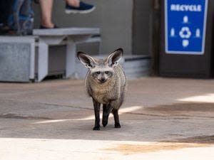 Columbus Zoo announces passing of ‘cherished bat-eared fox, Bruce’