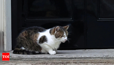 Larry the cat's 'Siberian rival': UK PM Starmer welcomes new kitten to Number 10 Downing Street - Times of India