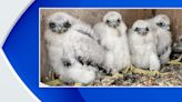 Peregrine falcon chicks on top of Gov. Cuomo Bridge now have names. Meet "Beakoncé" and her siblings