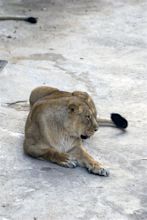 One lion portrait stock photo. Image of lions, glorious - 97319296