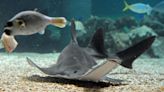 All Sawfish Are Critically Endangered - Now What?