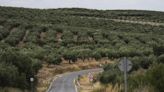 Mueren dos vecinos de Palomares del Río al estrellarse su avioneta en un campo de olivos de Córdoba este sábado