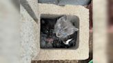 HSPPR: Kittens cuddled together in cinder blocks rescued