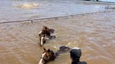 Guymon Fire Department, Texas County Emergency Management rescue horses from flood waters