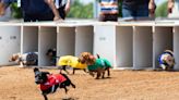 Wiener dog races, art fairs, fall festivals and more on tap this weekend in Lexington