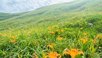 漫遊「天使花毯」璀璨美景 富里鄉六十石山金針花季登場