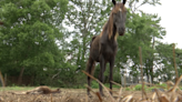 ‘We’re stuck’: Gallatin horse sanctuary seeks aid for storm recovery