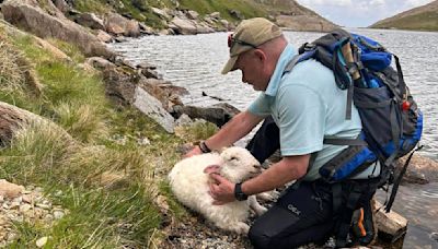 Walkers praised after saving lamb who was chased into Eryri lake by dogs | ITV News