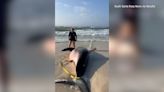 Video: Dead, pregnant great white shark found washed up on Florida beach