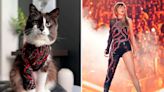 Cat Owner Creates Purr-fect Taylor Swift Eras Tour Costumes for Her 4-Legged Swiftie