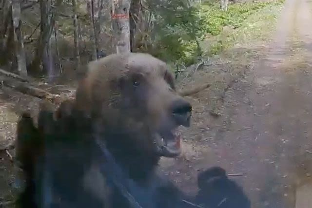 Mama Bear Attacks Driver Head-on, Smashes Truck Windshield - See the Video!