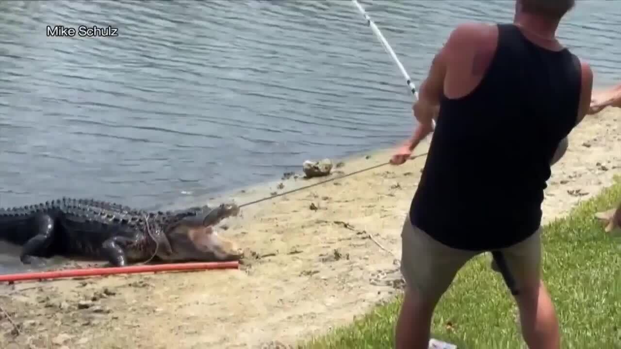 Trapper, residents at apartment in Sarasota remove 11-foot gator from - WSVN 7News | Miami News, Weather, Sports | Fort Lauderdale
