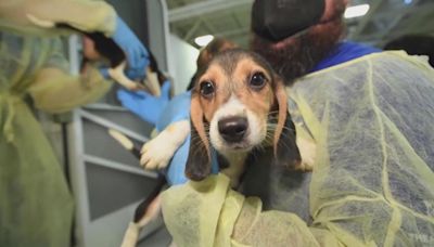 Humane Society of the United States carrying out largest animal rescue ever