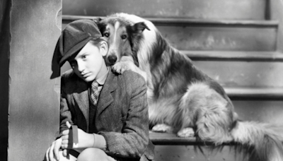 The 50 movies every dog lover needs to see at least once