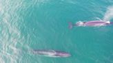 Cómo es la ballena sei, la especie que reapareció en el mar patagónico tras casi 100 años