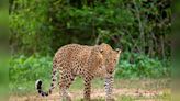 Union Minister Ramdas Athawale adopts leopard at Mumbai's Sanjay Gandhi National Park - CNBC TV18