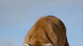 What to do if you encounter a mountain lion in Utah - The Times-Independent