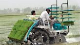 Paddy sowing up 7% this kharif season