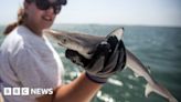 Sharks off Brazil coast test positive for cocaine