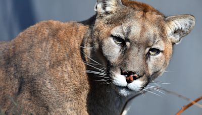 Did he want a cat scan? Mountain lion makes surprise visit to Arizona hospital