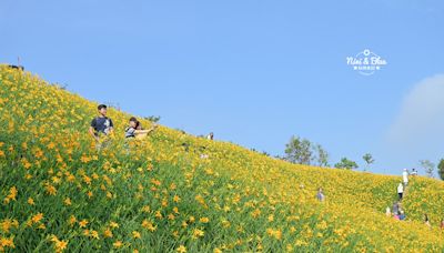 不用跑台東花蓮就有一整片金針花山坡可以拍！彰化花壇「虎山巖」賞平地金針花，美得像電腦桌布～