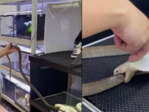 Watch: Man Feeds Rare White King Cobra Another Snake - News18