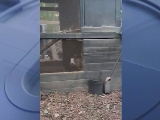Video shows stray dogs slaughter Douglasville couple’s chicken flock