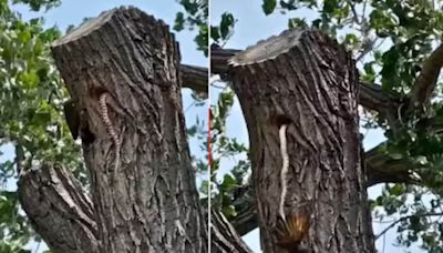 Watch: Northern Flicker Bird And Snake’s Wild Encounter Will Give You Goosebumps - News18