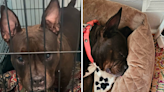 Dog in shelter for over a year sleeps "soundly" on first night in new home