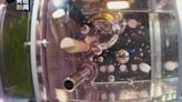 Zebrafish in good conditions after staying 20 days in China’s space station