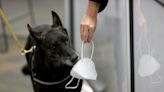 Dogs Can Sniff Out COVID-19 and Signs of Long COVID, Studies Suggest