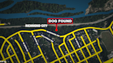 Dog dead after she was found trapped in a garbage bag on Buttermilk Trail in Richmond