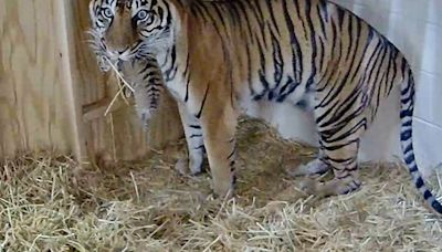 Zoo celebrates rare birth of Sumatran tiger cub for first time in 20 years