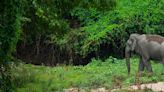 不把大象趕出農田 越南農民願花時間保育 練出人象共存高情商
