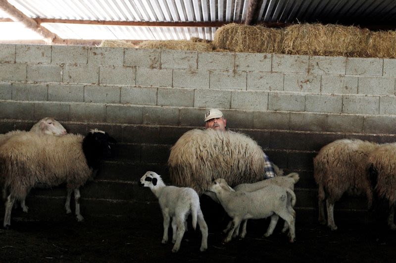 Greece bans moving goats and sheep as 'goat plague' spreads