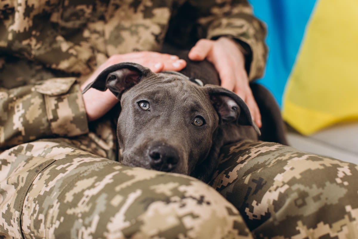 Philadelphia Shelter Seeks Homes for Military Dogs Rescued from Horrific Conditions