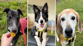 5 pooches looking for a forever home in Norfolk