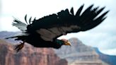 California Condors in The Grand Canyon