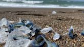 Have you seen them? Bizarre blue sea creatures are washing up on Bay Area beaches