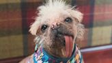 Life with the 'ugliest' dog-turned Hollywood star